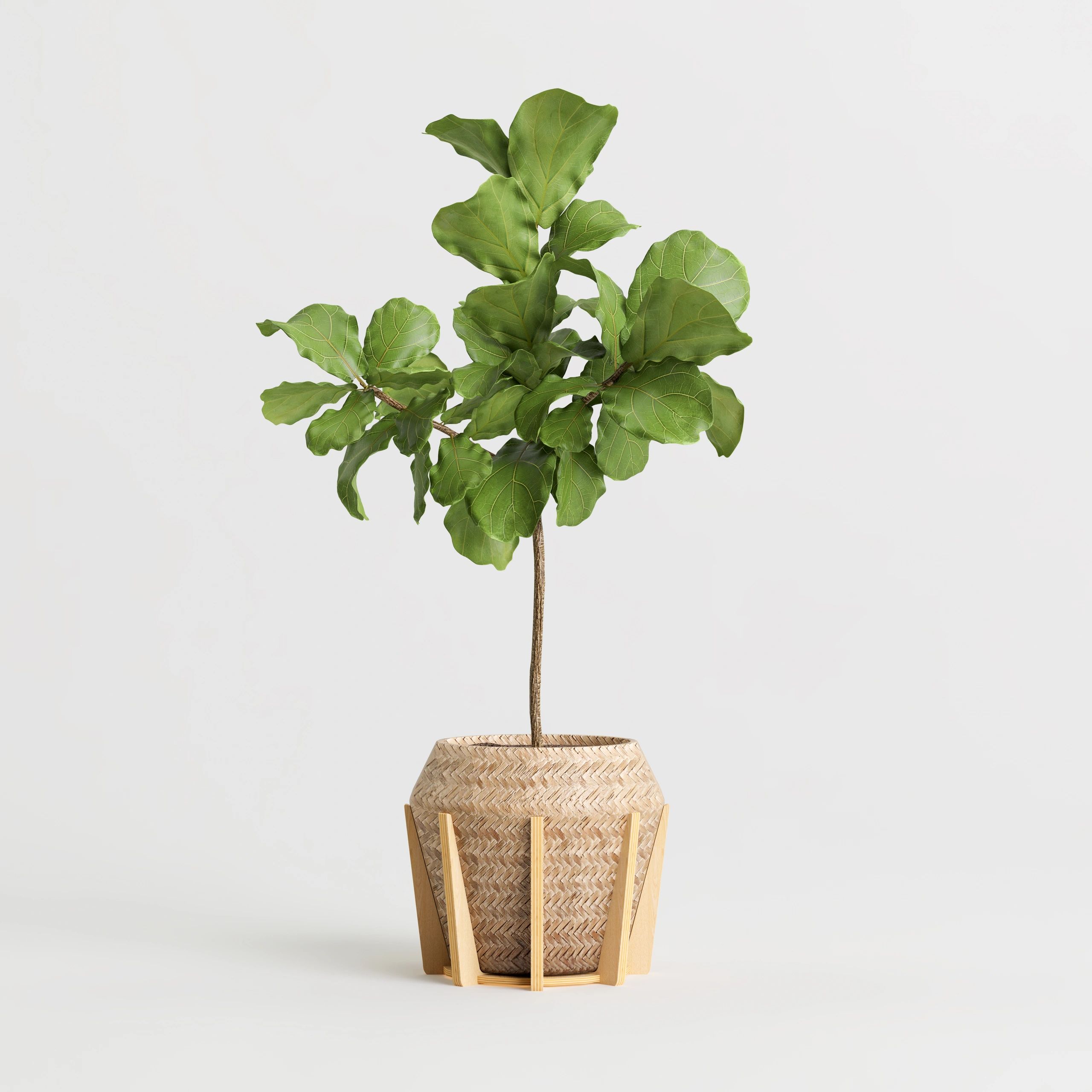 Encino siempreverde (live oak) joven en maceta de vivero, listo para trasplante