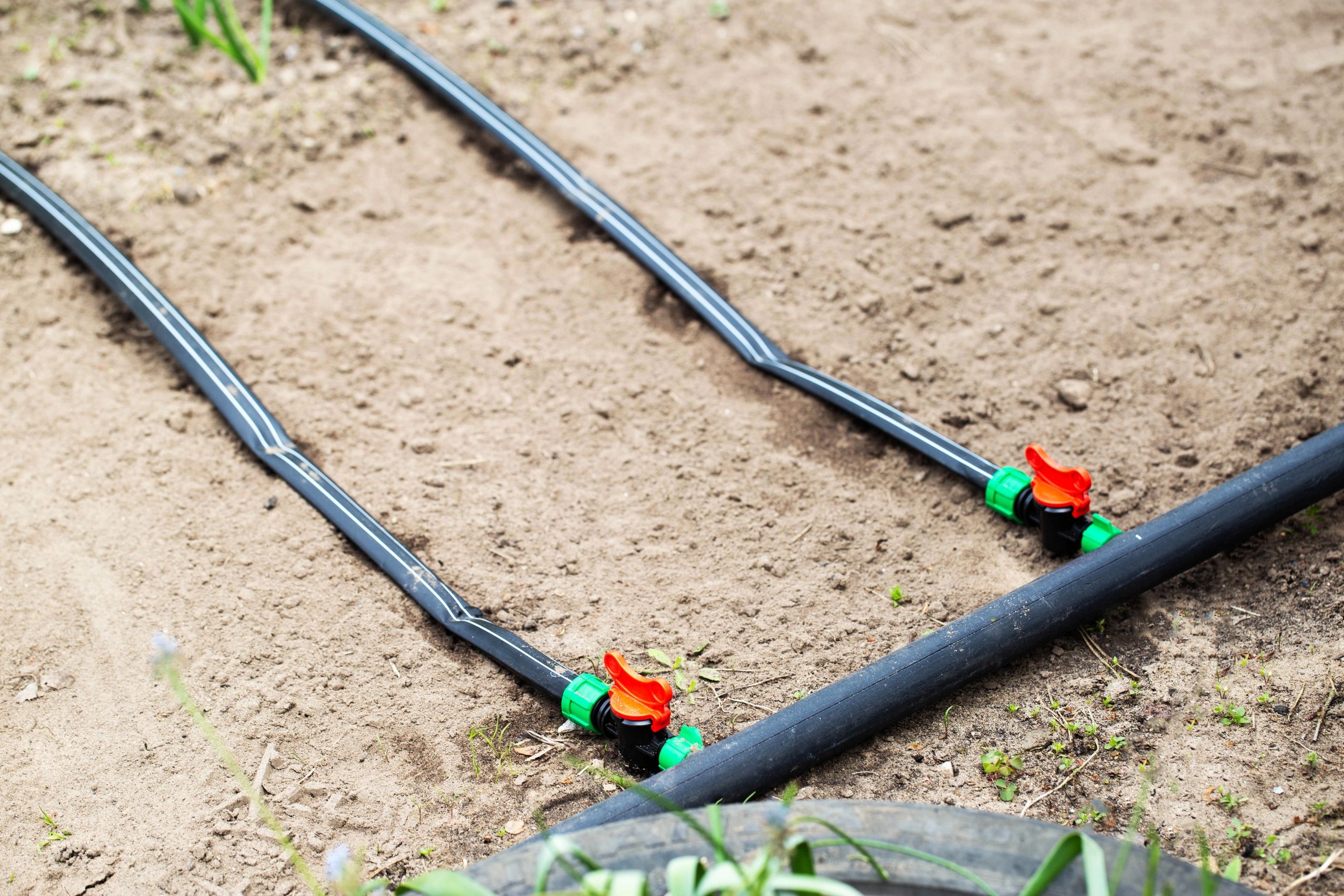 Modern drip irrigation system in a garden bed, close-up