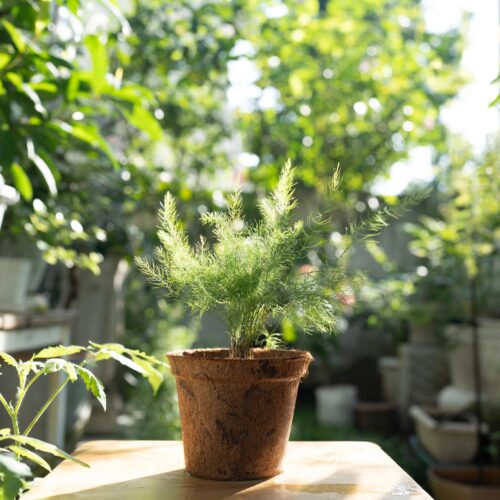 Mezquite (Prosopis) joven en maceta de vivero, follaje verde saludable