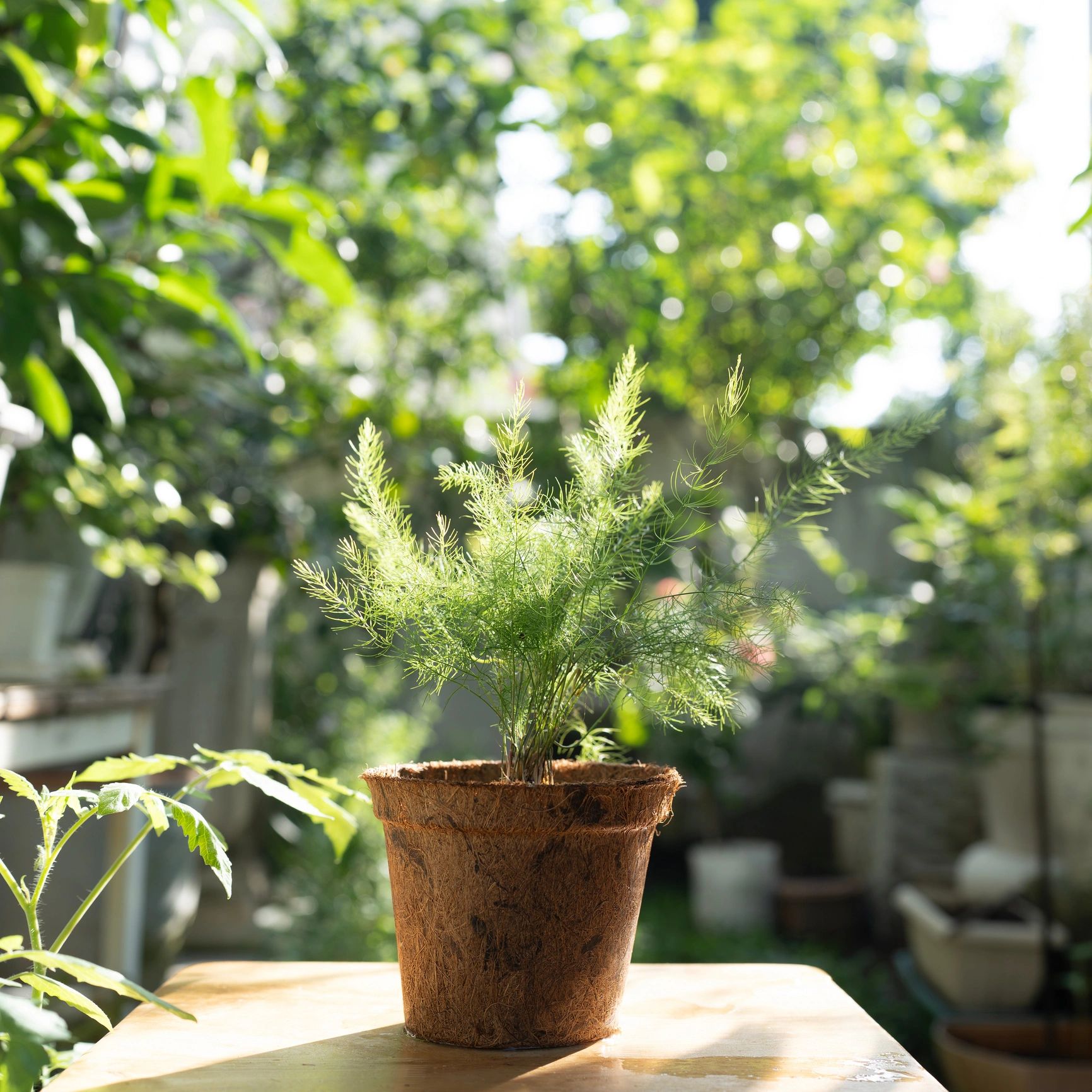 Mezquite (Prosopis) joven en maceta de vivero, follaje verde saludable