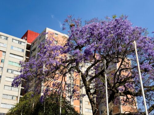 Jacaranda (Jacaranda mimosifolia) con flores moradas en entorno de vivero